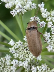 Dascillus cervinus