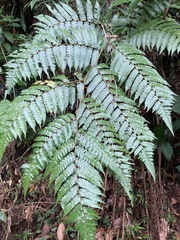 Cyathea borinquena