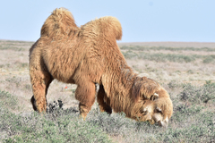 Camelus bactrianus