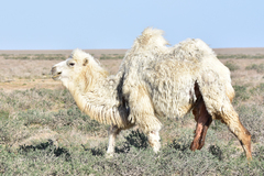 Camelus bactrianus
