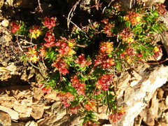 Rhodiola quadrifida