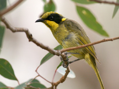 Yellow-Tufted Honeyeater photo 4