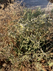 Limonium limbatum