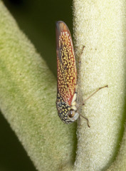 Macugonalia cavifrons