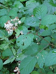 Rubus subcordatus