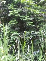 Tetragastris balsamifera