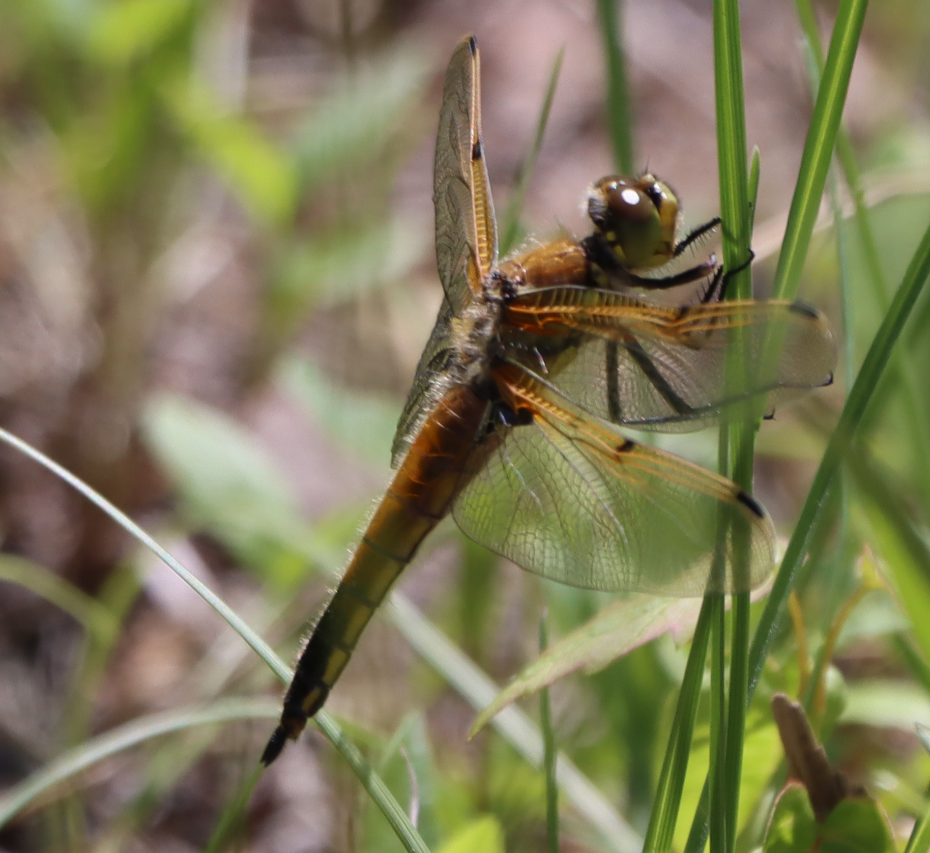 dragonfly macro by marykrieger