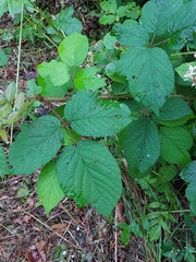 Rubus subcordatus