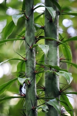 Pereskia grandifolia