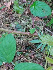 Rubus subcordatus