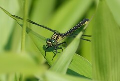 Stenogomphurus rogersi