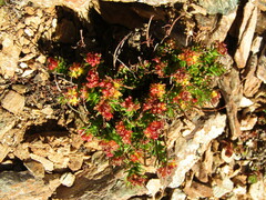 Rhodiola quadrifida