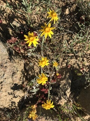 Eriophyllum lanatum integrifolium
