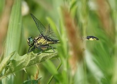 Stenogomphurus rogersi