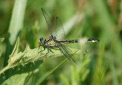 Stenogomphurus rogersi