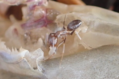 Dorymyrmex medeis