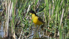 Motacilla flava