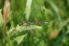 Stenogomphurus rogersi