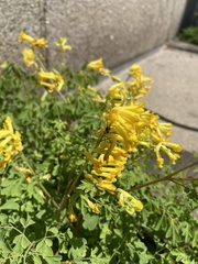 Pseudofumaria lutea