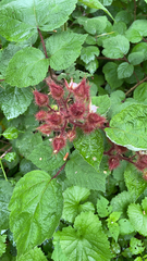 Rubus phoenicolasius