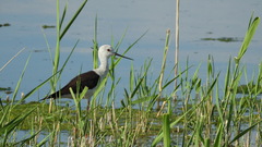 Himantopus himantopus