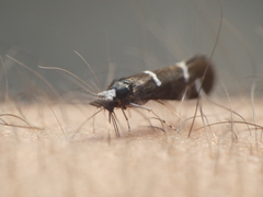 Athripsodes albifrons