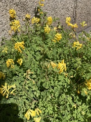 Pseudofumaria lutea