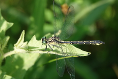 Stenogomphurus rogersi