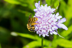 Megachile ericetorum