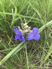 Tradescantia