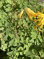 Pseudofumaria lutea