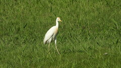 Bubulcus ibis