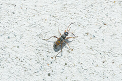 Beosus quadripunctatus