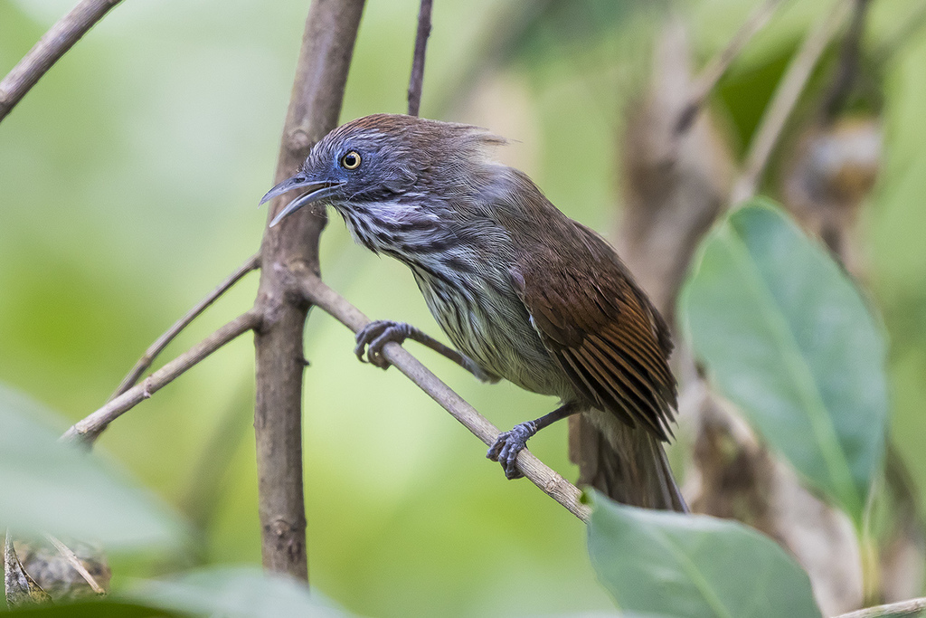 Bold-striped Tit-Babbler