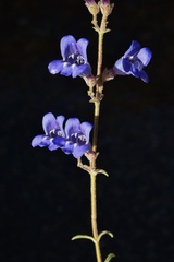 Penstemon laetus laetus