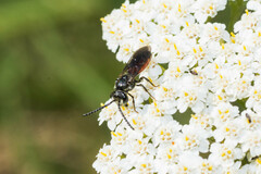 Sphecodes albilabris