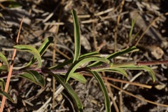 Penstemon laetus laetus