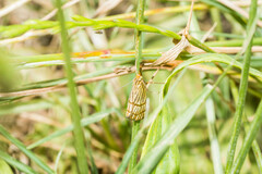 Chrysocrambus linetella