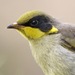 Yellow-tufted Honeyeater - Photo (c) Lip Kee, some rights reserved (CC BY-SA)