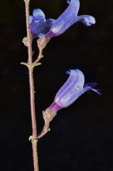Penstemon laetus laetus