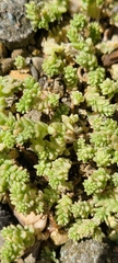 Sedum