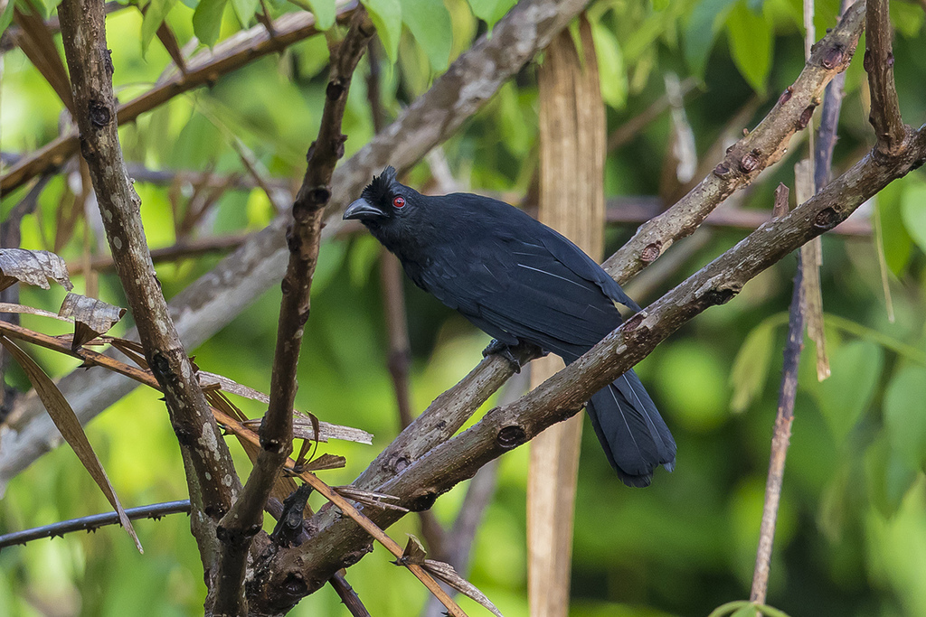 Bornean Black Magpie (Platysmurus aterrimus) photo