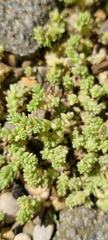 Sedum