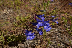 Penstemon laetus laetus
