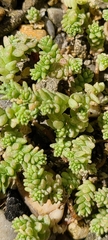 Sedum