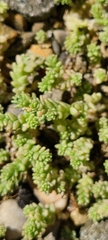 Sedum