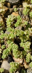 Sedum
