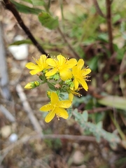 Hypericum tomentosum