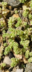Sedum