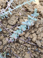 Hypericum tomentosum